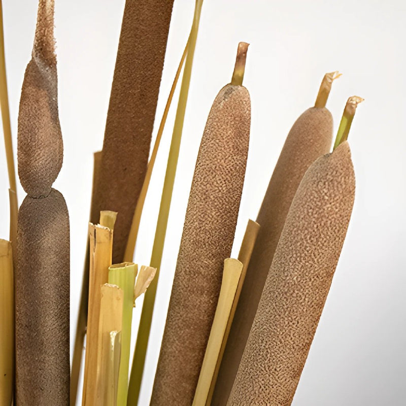 Cattail Bulk Filler Flower