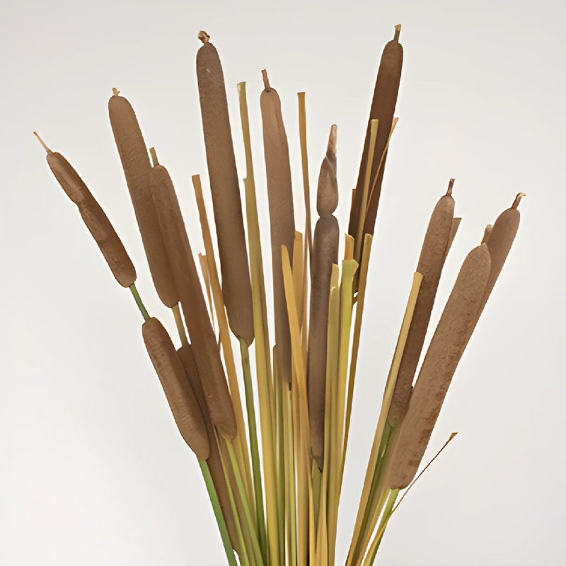 Cattail Bulk Filler Flower