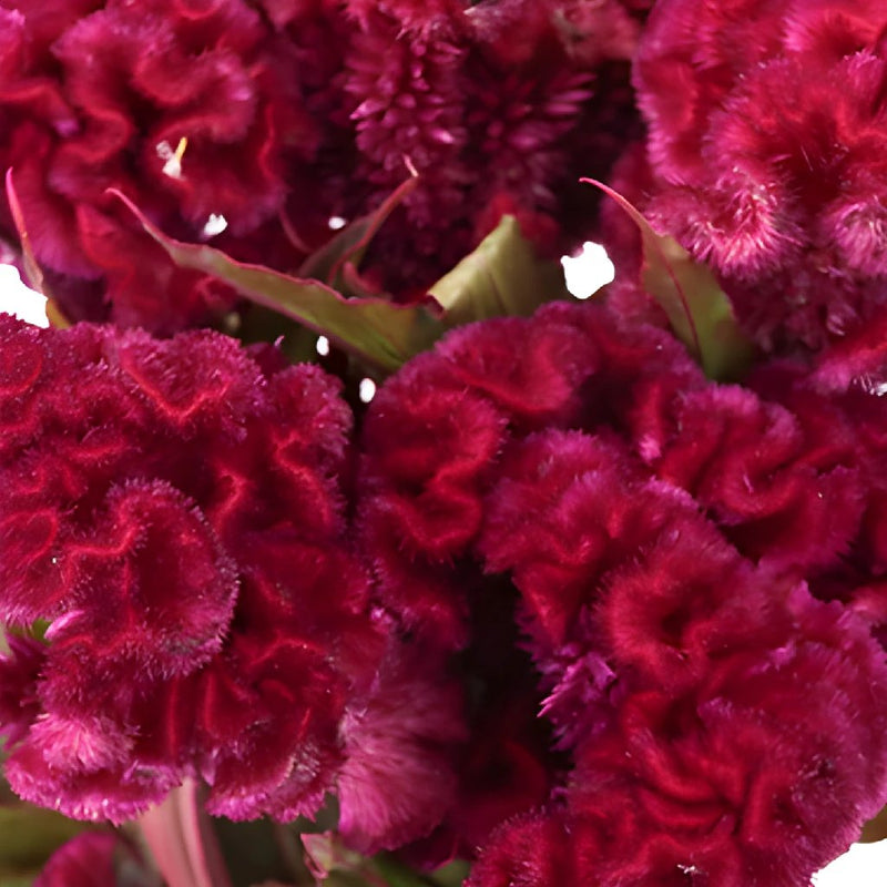 Burgundy Berry Celosia Brain Flowers