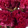 Burgundy Berry Celosia Brain Flowers
