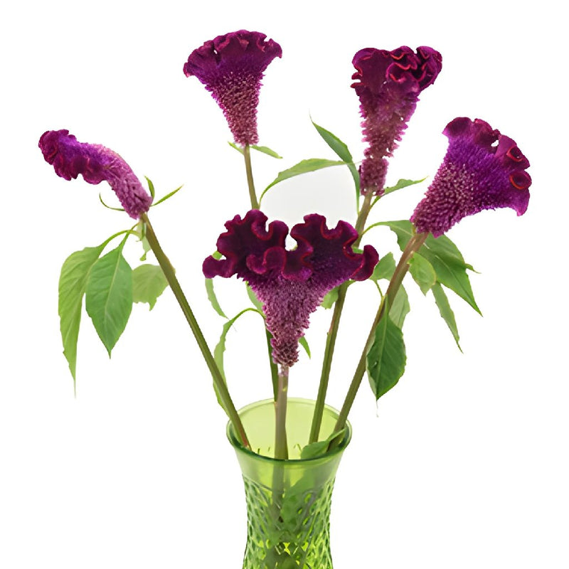 Mulberry Velvet Celosia Flowers