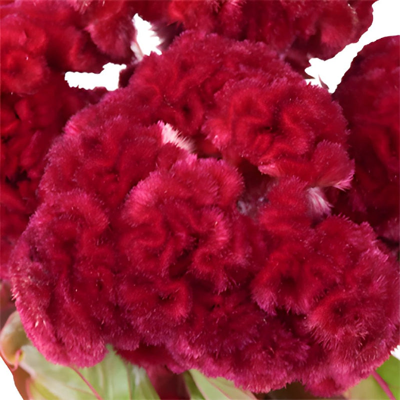 Celosia Fresh Dark Red Flowers
