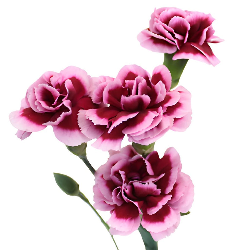 Chameleon Pink Mini Carnation Stem