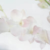 Chanel Blush Dendrobium Orchids