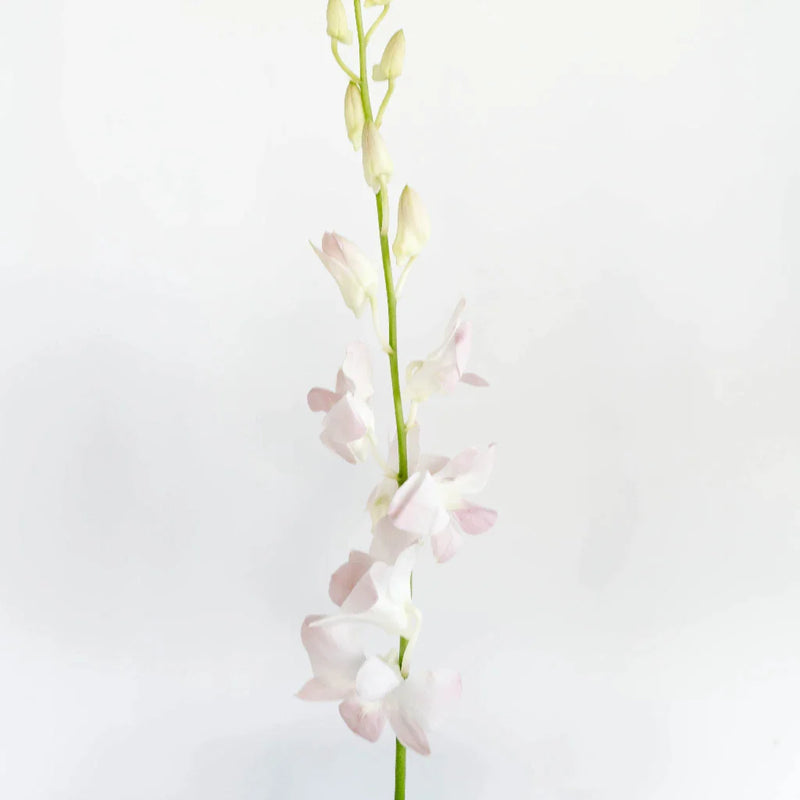 Chanel Blush Dendrobium Orchids Stem - Image
