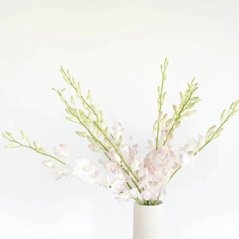 Chanel Blush Dendrobium Orchids Vase - Image