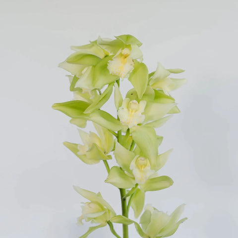 Chartreuse Green Cymbidium Orchid Stem - Image