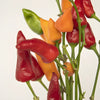 Chili Pepper Wholesale Fall Greens