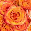 Circus Bicolor Yellow with Red Rose