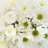 Faithful White DIY Flower Pack