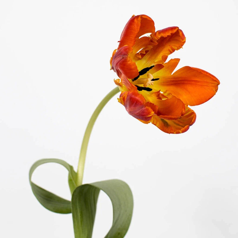 Close Up Orange Parrot Novelty Tulips - Image