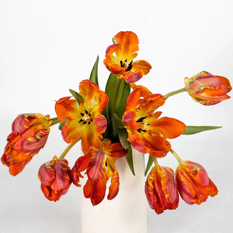 Close Up Orange Parrot Novelty Tulips - Image