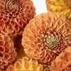 Copper Penny Dahlia Flower