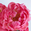 Coral Sunset Peony for May