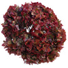 Cranberry Antique Enhanced Hydrangea