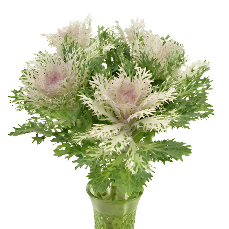 King Kale Bulk Fresh Flower