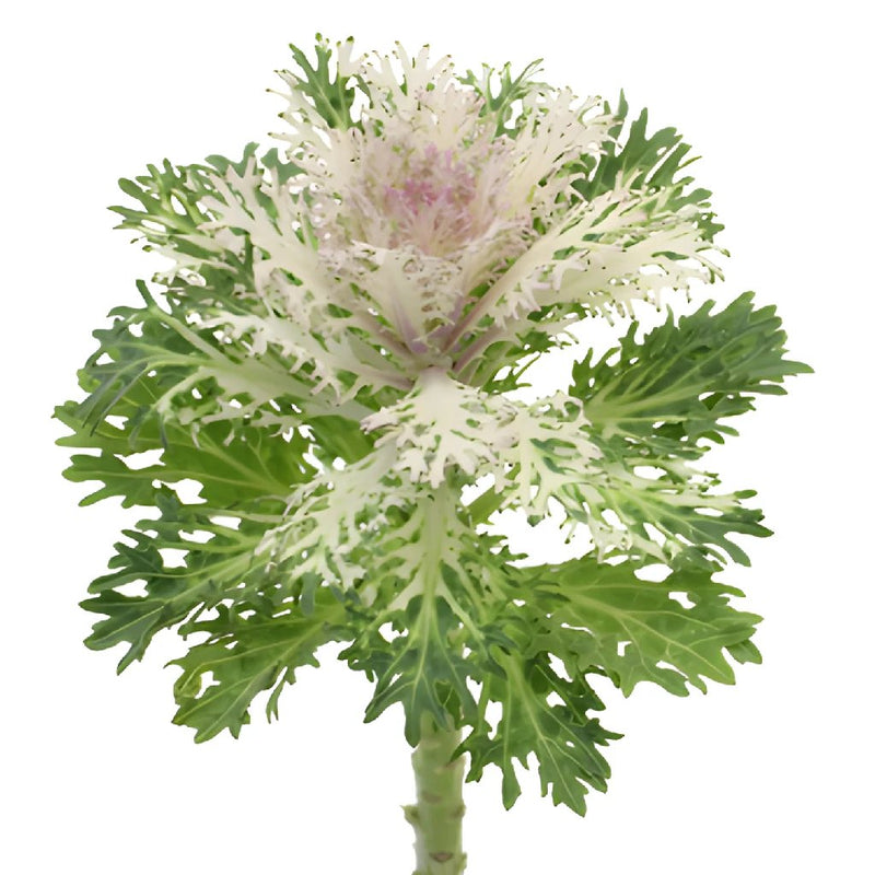 King Kale Bulk Fresh Flower