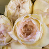 Peony Rose Cream Yves Piaget
