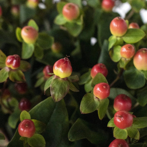 Cream and red hypericum berry DIY wedding flowers