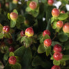 Coral Ombre Designer Hypericum Berries