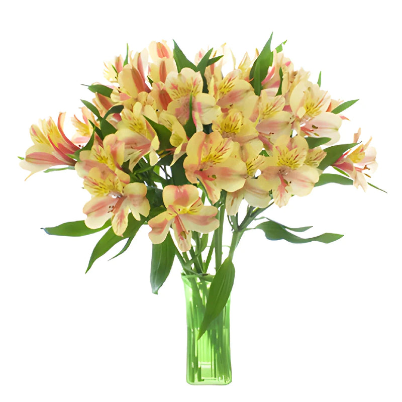 Creamy Blush Alstroemeria Flower in a Vase