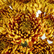 Ready To Go Wholesale Centerpieces Card