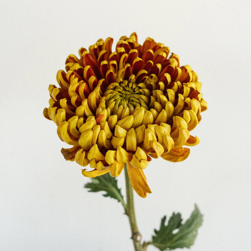 Crimson Spice Stem - Image