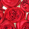 Crimson Tide Garden Rose