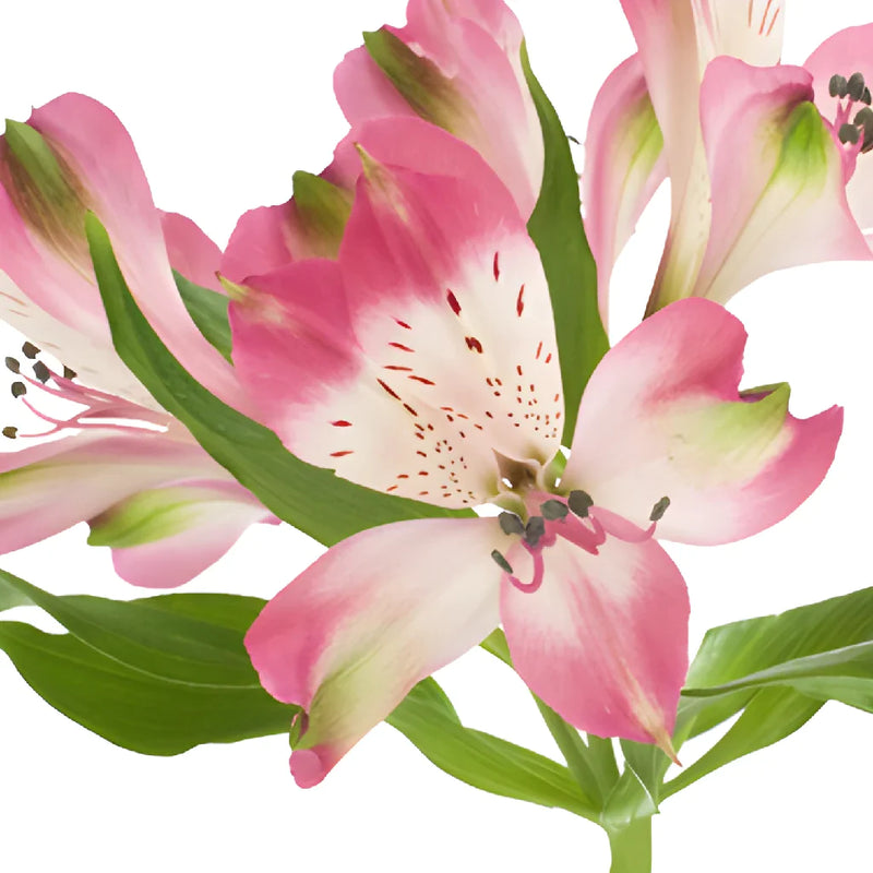 Cupido Pink alstroemeria Wholesale Stem Close up