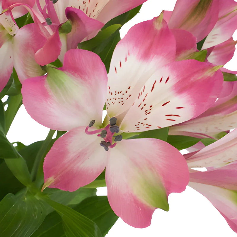 Cupido Pink Alstroemeria Wholesale Flower Up close