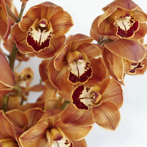 Cymbidium Orchids Bronze Tiger Close Up - Image
