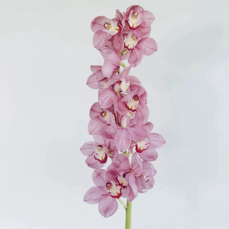 Cymbidium Orchids Hot Pink Stem - Image
