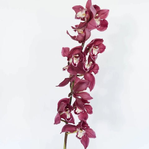 Cymbidium Orchids Merlot Pink Stem - Image