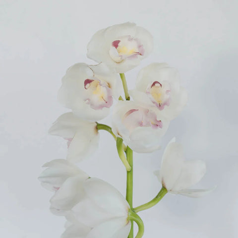Cymbidium Orchids White And Pink Stem - Image