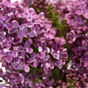 Premium Purple Lilac Flower