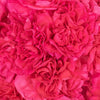 Dark Pink Carnation Flowers