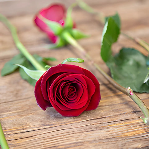 Rich Red Tinto Rose