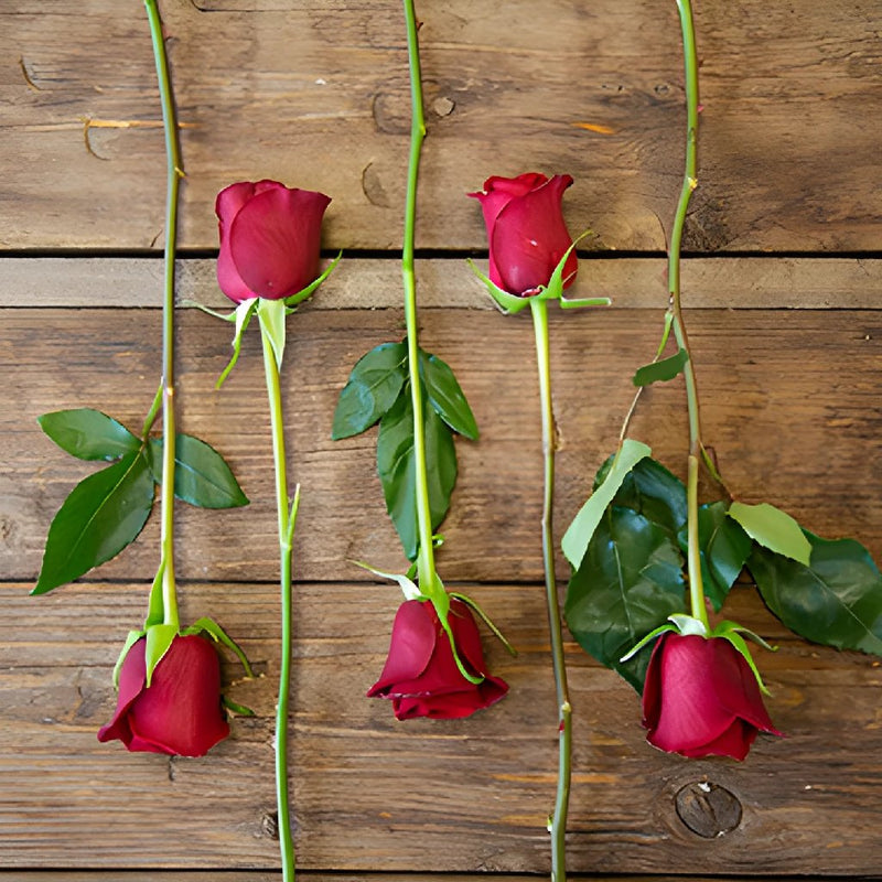 Rich Red Tinto Rose