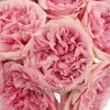 David Austin Garden Rose Light Pink Miranda