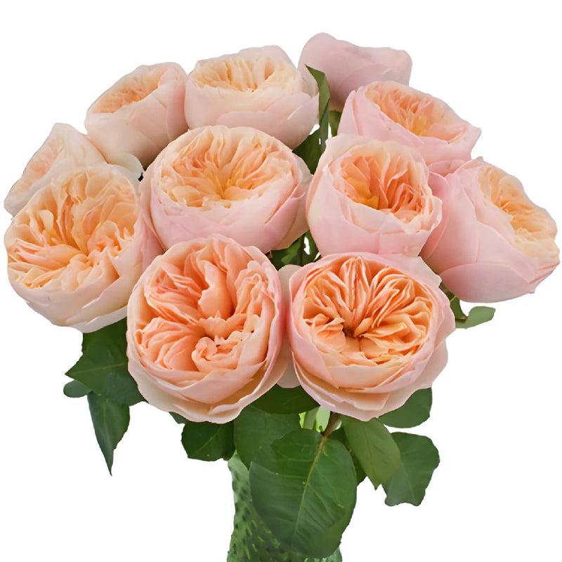 David Austin Peach Wholesale Garden Roses In a vase