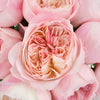 Pink Cloud David Austin Constance Garden Rose