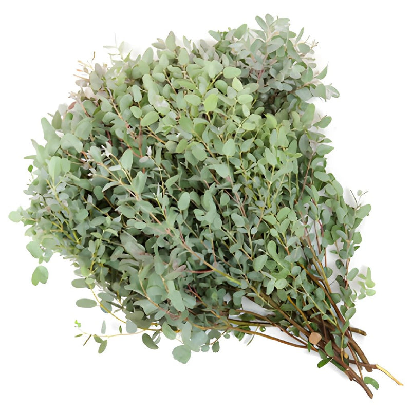 Eucalyptus Gunnii Wholesale Flower Bunch