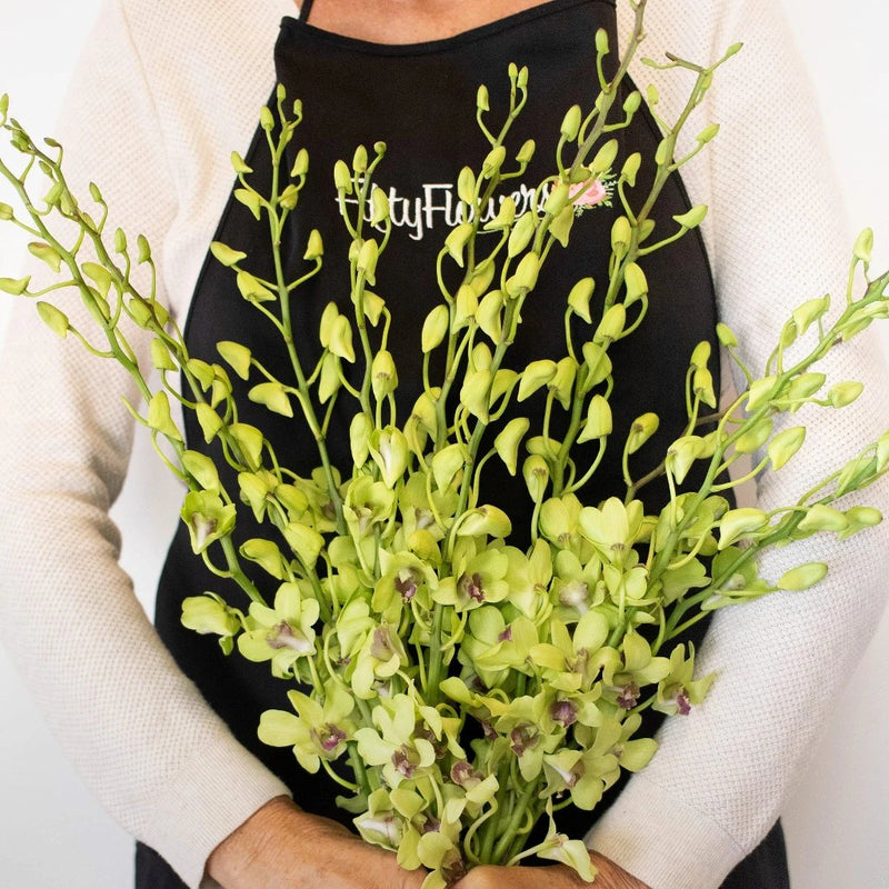 Orchids Green Wholesale Flower Bunch In a Hand
