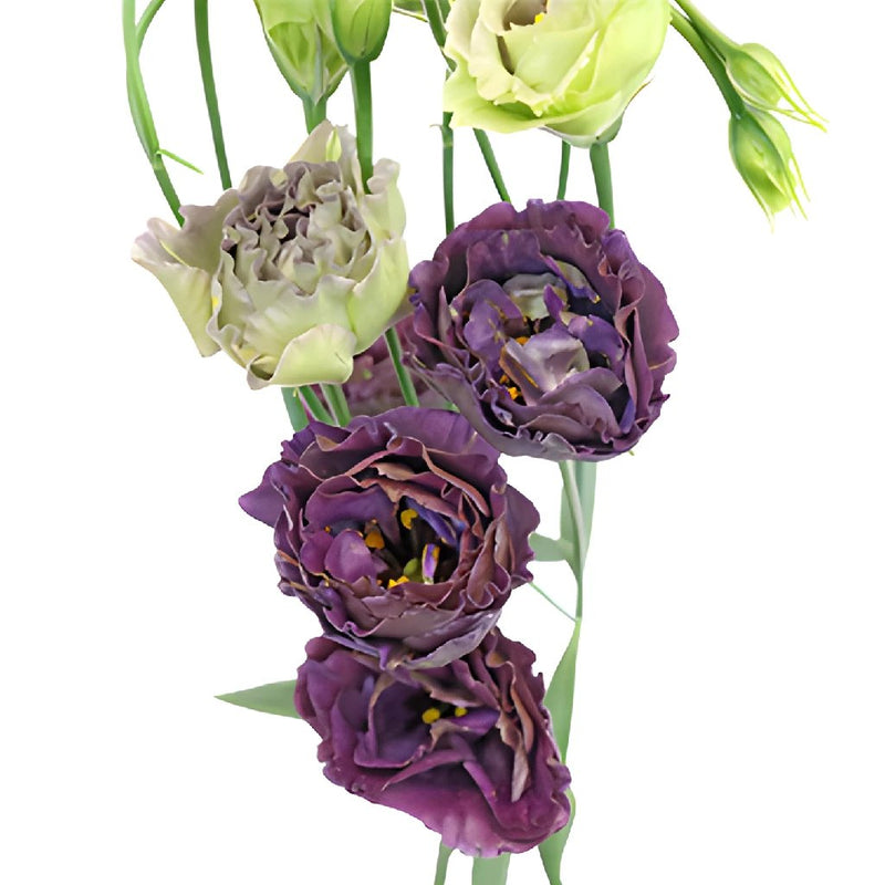 Double Rosanne Black Pearl Lisianthus Wholesale Flower Bloom