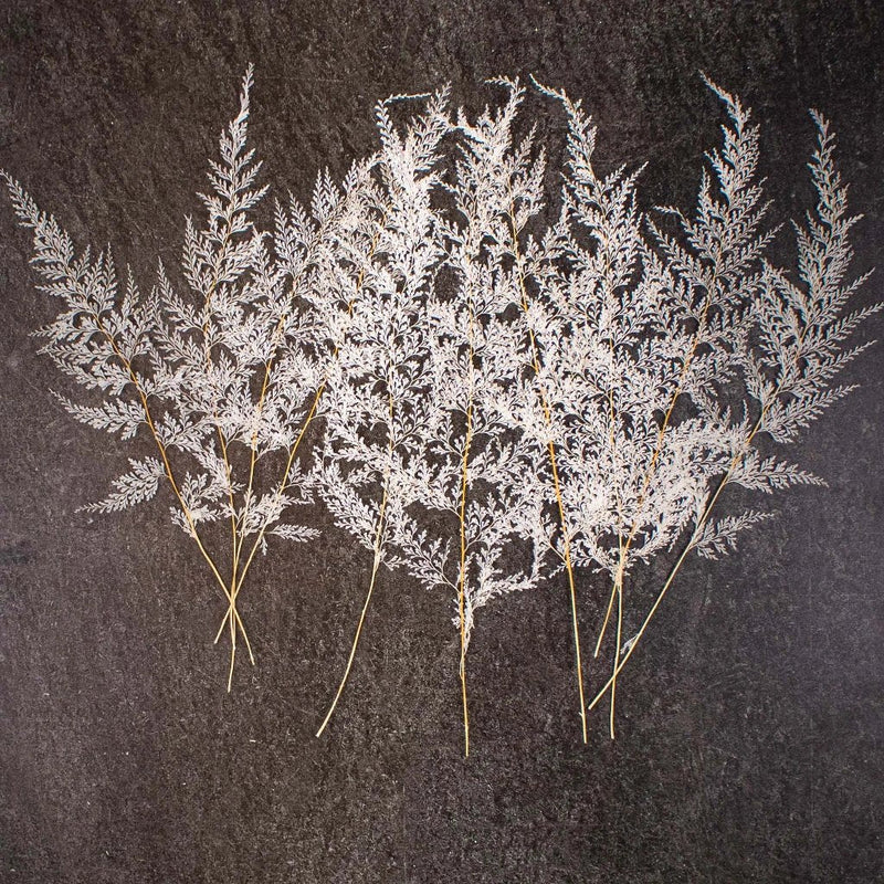 Dried Bleached Lace Fern Up Close Bundle