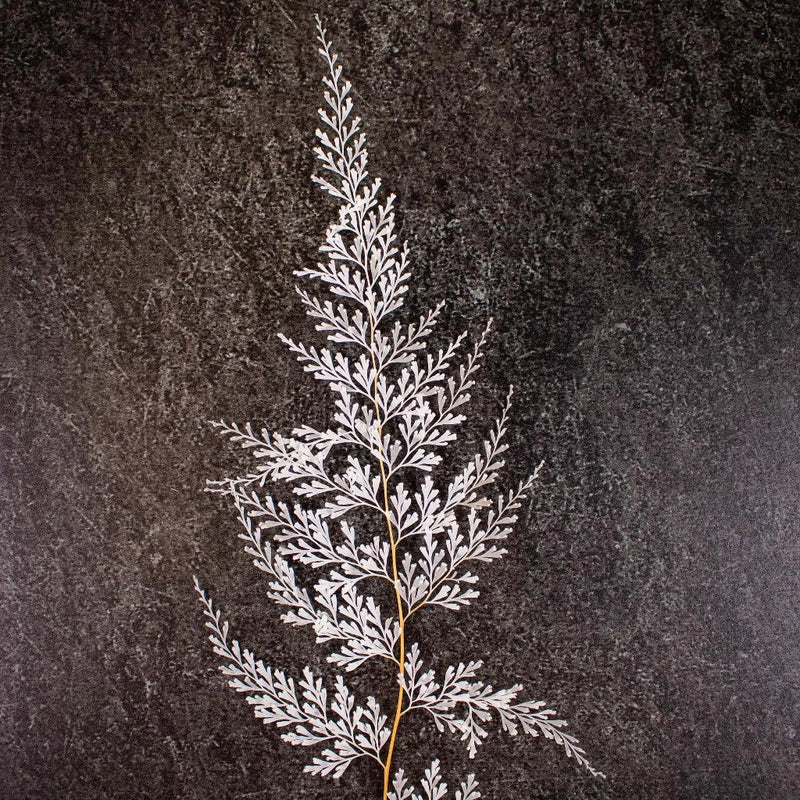 Dried Bleached Lace Fern Up Close