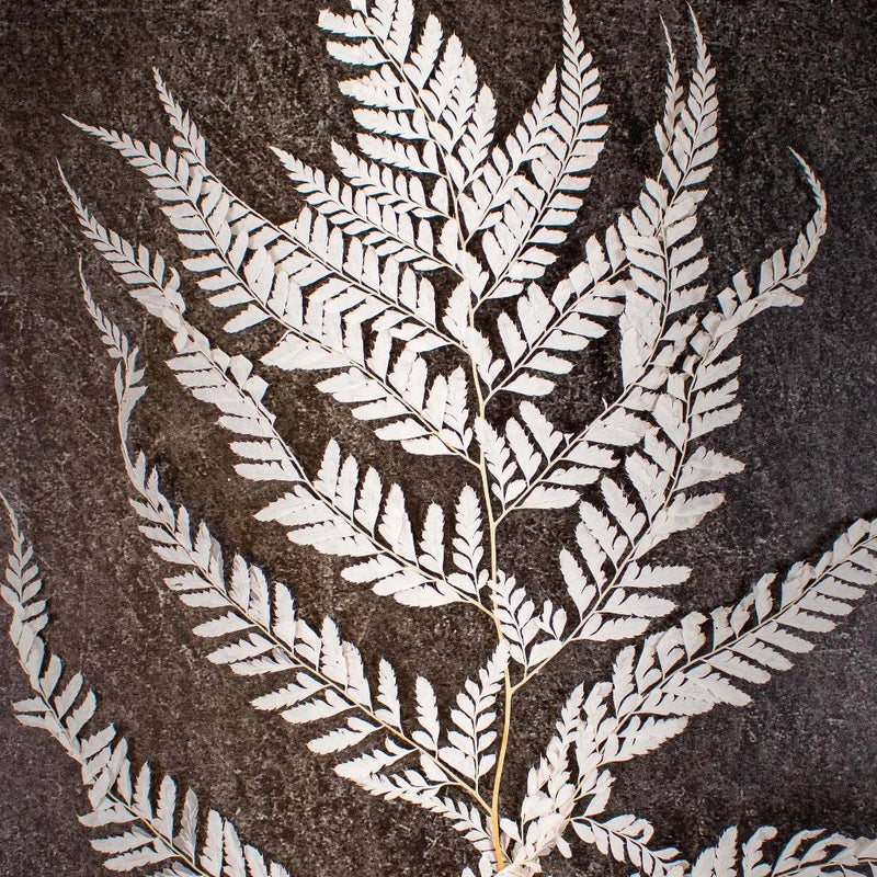 Dried Bleached Mini Fern Flower Up Close