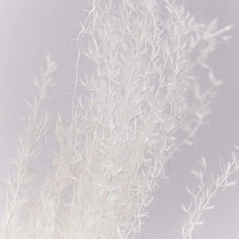 Dried Bleached Miscanthus Flower Up Close