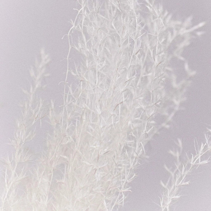 Dried Bleached Miscanthus Flower Up Close