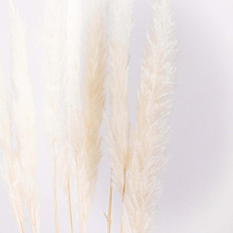 Dried Bleached Tail Reed Flower Up Close